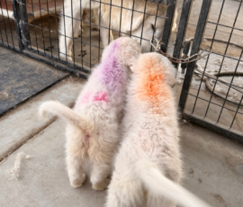 Sevro x Cameo Litter 2-26