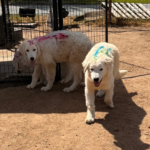 Pax x Electra 11/15/25 Maremma Litter