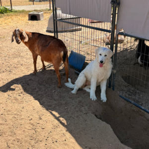 2424936209 Inside Our Maremma Puppy Program