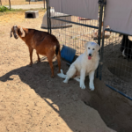 Pax x Electra 11/15/25 Maremma Litter