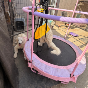 3953253307 Inside Our Maremma Puppy Program