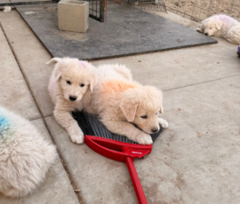 Sevro x Cameo Litter 2-26