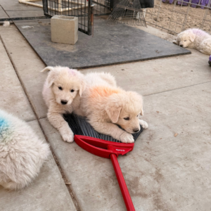 973886365 Inside Our Maremma Puppy Program