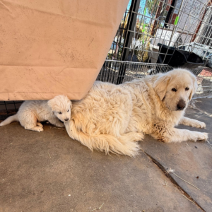 2212991275 Inside Our Maremma Puppy Program