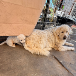 Pippin & Lia Litter 3/26