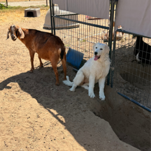 2313244477 Inside Our Maremma Puppy Program
