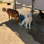 Pax x Electra 11/15/25 Maremma Litter