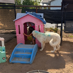 2579105868 Inside Our Maremma Puppy Program