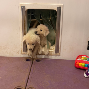 1562934601 Inside Our Maremma Puppy Program