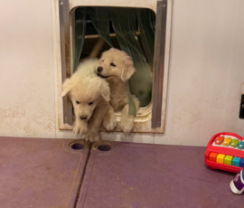 Sevro x Cameo Litter 2-26