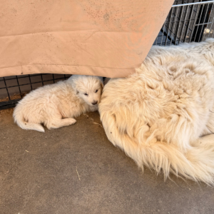 1807602423 Inside Our Maremma Puppy Program
