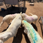 Pax x Electra 11/15/25 Maremma Litter