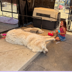 3624737550 Inside Our Maremma Puppy Program