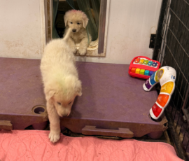 Sevro x Cameo Litter 2-26