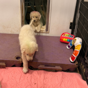 2225701824 Inside Our Maremma Puppy Program