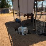 Pax x Electra 11/15/25 Maremma Litter
