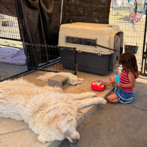 18554538 Inside Our Maremma Puppy Program
