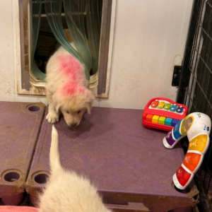 1792198522 Inside Our Maremma Puppy Program
