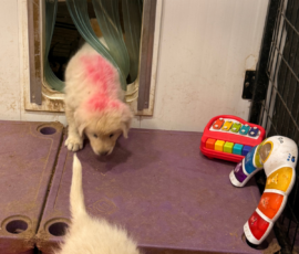 Sevro x Cameo Litter 2-26