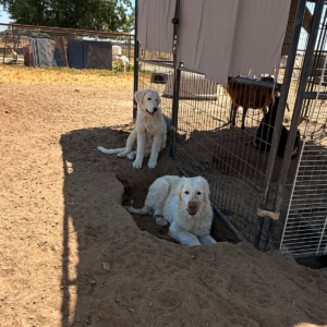 3393921026 Inside Our Maremma Puppy Program