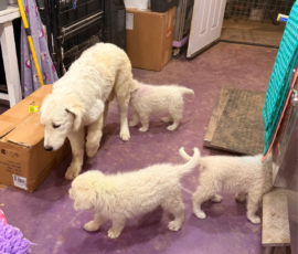 Sevro x Cameo Litter 2-26