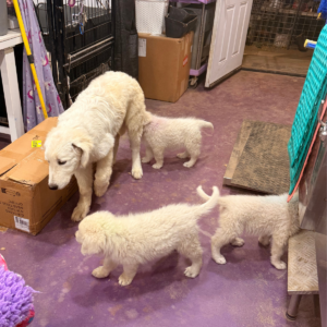 41966105 Inside Our Maremma Puppy Program