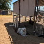 Pax x Electra 11/15/25 Maremma Litter