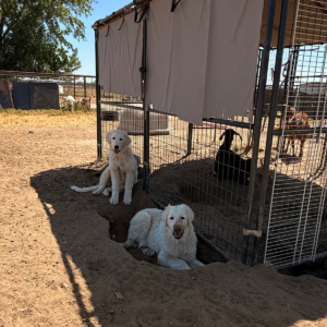 4034592625 Inside Our Maremma Puppy Program