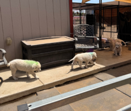 Sevro x Cameo Litter 2-26