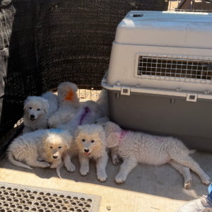 1817736496 Inside Our Maremma Puppy Program