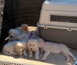 Sevro x Cameo Litter 2-26