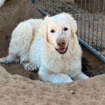 Pax x Electra 11/15/25 Maremma Litter