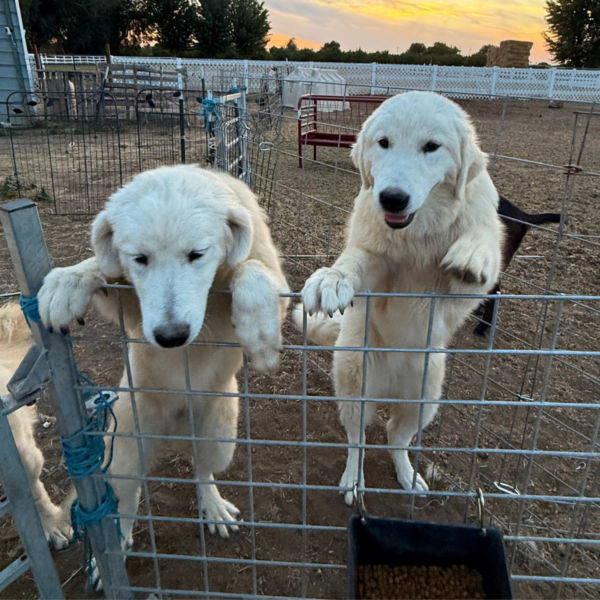 2309264443 Carina: Gentle Young Maremma for a Flat-Terrain Farm