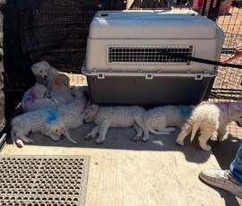 Sevro x Cameo Litter 2-26