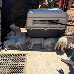 2786018156 Inside Our Maremma Puppy Program