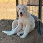 Pax x Electra 11/15/25 Maremma Litter