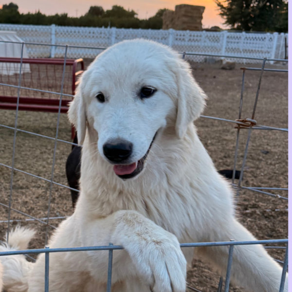 2949419681 Carina: Gentle Young Maremma for a Flat-Terrain Farm