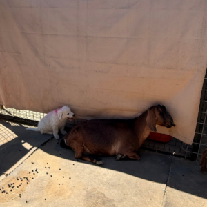 2302404487 Inside Our Maremma Puppy Program