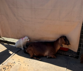 Sevro x Cameo Litter 2-26