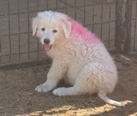 Sevro x Cameo Litter 2-26