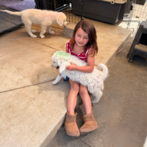 760183794 Inside Our Maremma Puppy Program