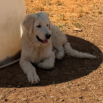 Pax x Electra 11/15/25 Maremma Litter
