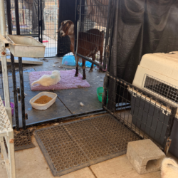 Pippin & Lia Litter 3/26