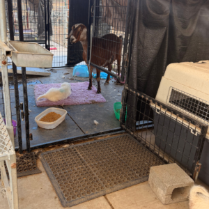 79414092 Inside Our Maremma Puppy Program