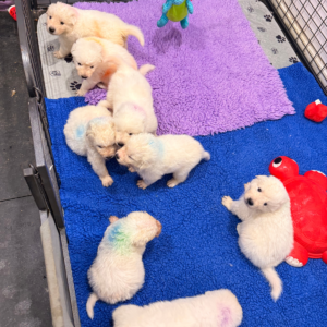 3024343808 Inside Our Maremma Puppy Program