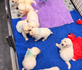 Sevro x Cameo Litter 2-26