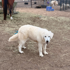 3549932644 Inside Our Maremma Puppy Program
