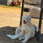 Pax x Electra 11/15/25 Maremma Litter