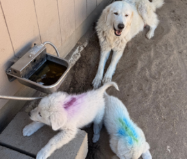 Sevro x Cameo Litter 2-26