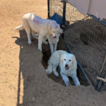 Pax x Electra 11/15/25 Maremma Litter